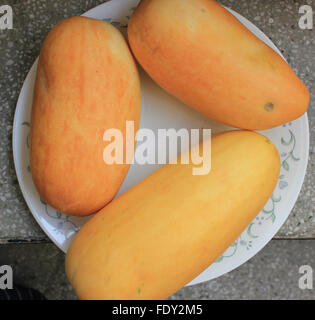 Snap melon, Cucumis melo var momordica, oval fruit consumed as cucumber when young, melon when ripe, splitting when mature Stock Photo