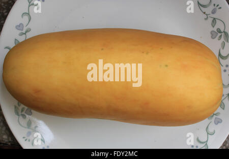 Snap melon, Cucumis melo var momordica, oval fruit consumed as cucumber when young, melon when ripe, splitting when mature Stock Photo