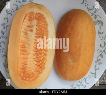 Snap melon, Cucumis melo var momordica, oval fruit consumed as cucumber when young, melon when ripe, splitting when mature Stock Photo