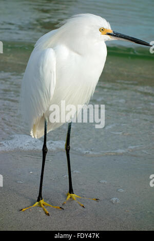 A snowy egret (Egretta thula) a small white heron bird on a beach in Florida, USA Stock Photo