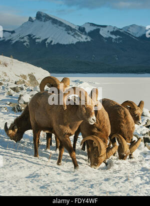 Bighorn rams in the mountains Stock Photo - Alamy
