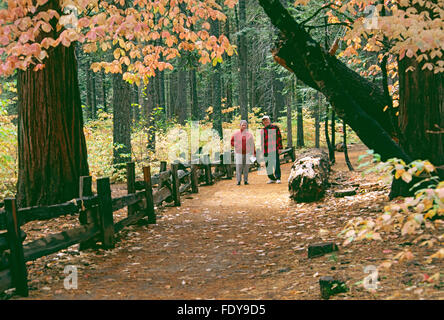Older man and woman walking in the woods in Autumn in Calaveras Big Trees State Park, California, USA