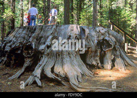Park Ranger giving talk to tourists standing on the "Discovery Tree", a large Giant Sequoia tree stump Stock Photo