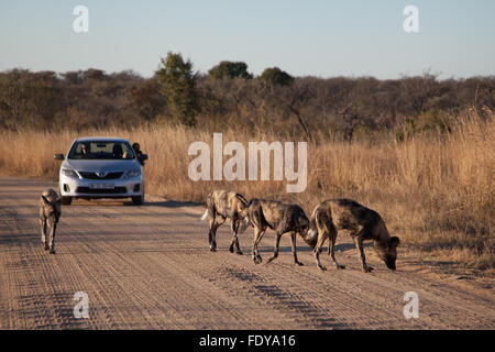 A pack of African Wild Dog (Lycaon pictus) walking past a car in wildlife bush in the Kruger National Park, South Africa Stock Photo