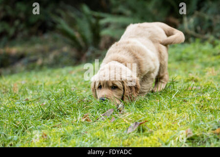 Eight week old Golden Retriever puppy 'Beau' sniffing a scent in Issaquah, Washington, USA Stock Photo