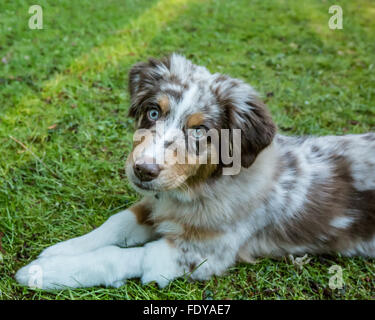 Four month old Red Merle Australian Shepherd puppy 'Harvest Moon's Cimarron Rose' lying in the grassy lawn Stock Photo