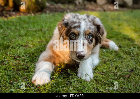 Four month old Red Merle Australian Shepherd puppy 'Harvest Moon's Cimarron Rose' lying in the grassy lawn