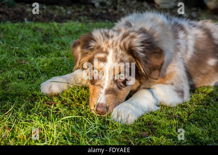 Four month old Red Merle Australian Shepherd puppy 'Harvest Moon's Cimarron Rose' reclining on the grassy lawn Stock Photo