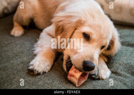 Four month old Golden Retriever puppy 'Murphy' chewing a bone in Issaquah, Washington, USA Stock Photo