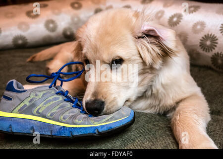 Golden retriever wearing clearance shoes