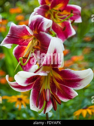 Lilium 'Miss Lily' (Oriental Trumpet Lily) Stock Photo