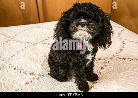 Toy Poodle puppy 'Abby' in Seattle, Washington, USA.  Other names for the breed include: Barbone, Caniche, Chien Canne, French P Stock Photo