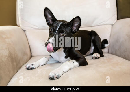 Three month old Basenji puppy "Oberon" sitting on a chair in Covington, Washington, USA Stock Photo