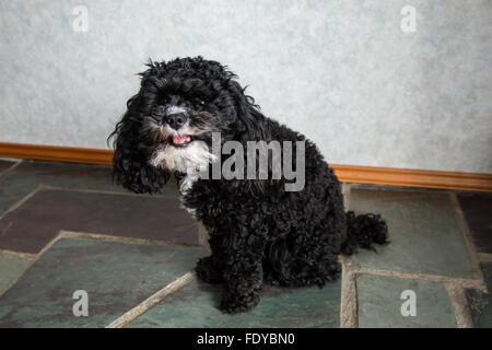 Toy Poodle puppy 'Abby' in Seattle, Washington, USA. Stock Photo