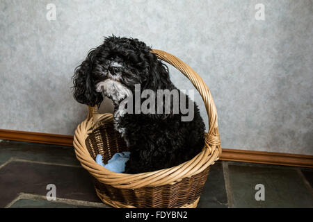 Toy Poodle puppy 'Abby' in Seattle, Washington, USA. Stock Photo