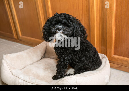 Toy Poodle puppy 'Abby' in Seattle, Washington, USA. Stock Photo