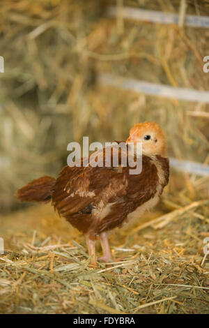 Rhode Island Red chick on a straw bale at Baxter Barn in Fall City, Washington, USA Stock Photo