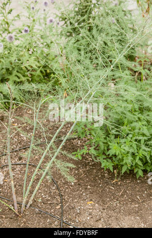 Asparagus plant growing in a vegetable garden with a drip watering system in Issaquah, Washington, USA. Stock Photo