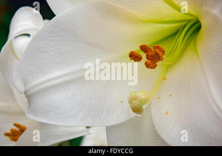 Close-up of white trumpet lily, Lilium longiflorum 'White Heaven' Stock Photo