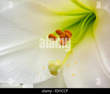 Close-up of white trumpet lily, Lilium longiflorum 'White Heaven' Stock Photo