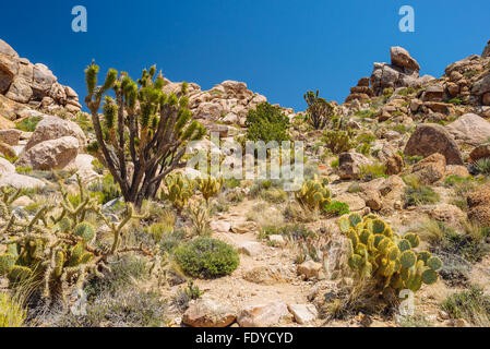 Teutonia Peak Trail in Mojave National Preserve, California Stock Photo