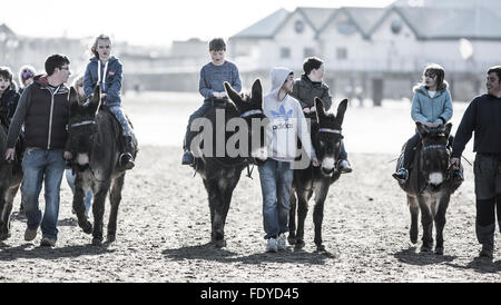 Donkeys on a beach at Weston-super-Mare Somerset UK Stock Photo - Alamy