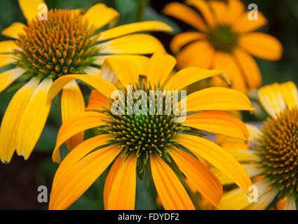 Echinacea hybrida 'Cheyenne Spirit' Stock Photo