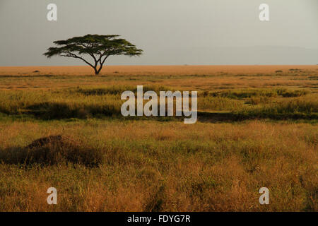 A lone acacia tree sitting in the colorful grasses of the African savannah Stock Photo