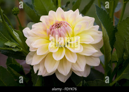 Dahlia 'Westerton Lillian' flower. Stock Photo