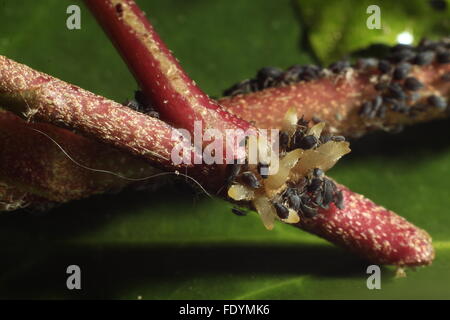Flea eating in an ivy Stock Photo