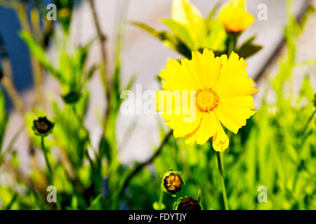 dasy in italy yellow flower field nature and spring Stock Photo