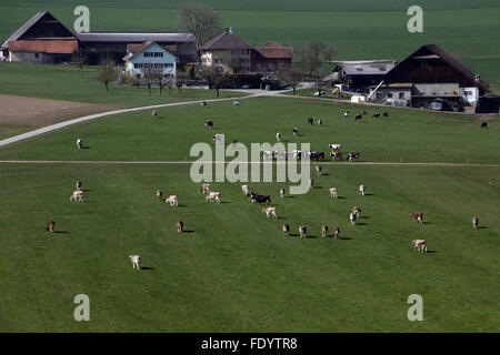 Train, Switzerland, farm and cows on a pasture