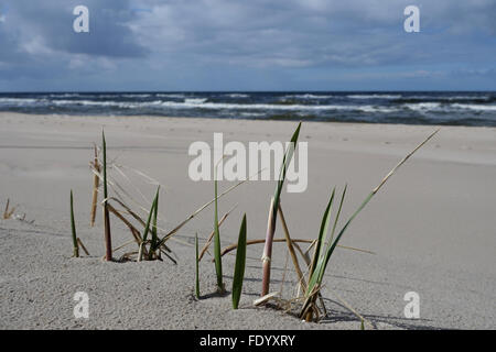 Kolberg, Poland, Grasses on the beach Stock Photo