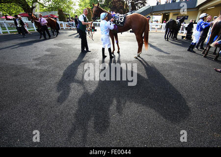 Ascot, United Kingdom, horse and jockey cast a shadow on the ground Stock Photo