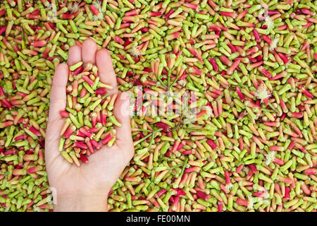 Crop of fresh clove spice sticks stacked up in heap on woman hand on background of drying raw buds. Stock Photo