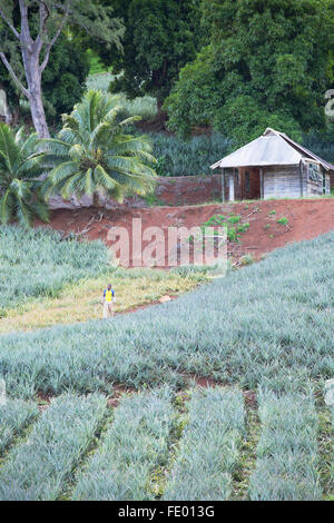 Pineapple plantation in Paopao Valley, Mo'orea, Society Islands, French Polynesia Stock Photo