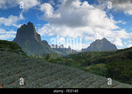 Pineapple plantation in Paopao Valley, Mo'orea, Society Islands, French Polynesia Stock Photo