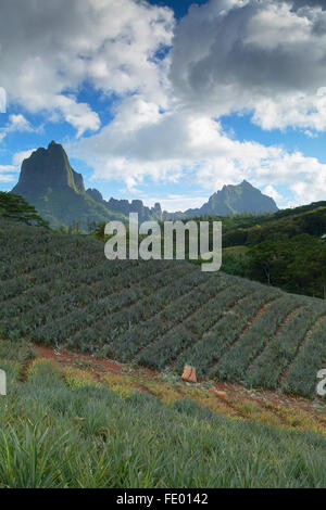 Pineapple plantation in Paopao Valley, Mo'orea, Society Islands, French Polynesia Stock Photo