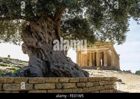 Gnarled trunk of olive tree and the Temple of Concordia in Agrigento, ancient Greek city of Akragas, Sicily, Italy Stock Photo