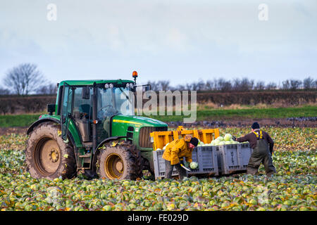 Cabbage piockers in Tarleton, Lancashire, UK. Harvesting cabbages from soggy fields where the weather has caused havoc with the quantity and quality of winter crops.  There are concerns that large quantities of harvested produce will not meet supermarket standards and will have to be thrown away.   Conditions have been blamed on climate change and the El Nino phenomenon. Stock Photo