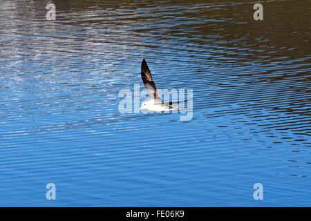 Iceland Gull (Larus gaucoides) flying low over water Stock Photo - Alamy