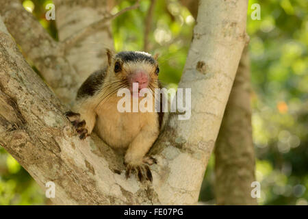 Indian Giant or Malabar Squirrel (Ratufa indica) sitting in tree, Yala National Park, Sri Lanka, March Stock Photo