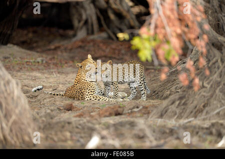 African Leopard (Panthera pardus) adult female lying down licking cub, Kafue National Park, Zambia, November Stock Photo