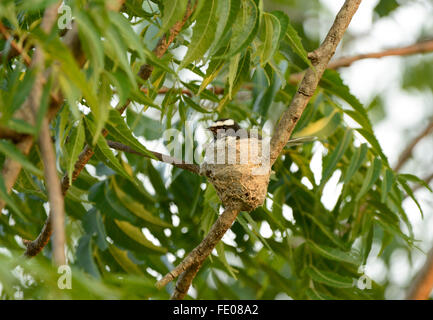 White-browed Fantail (Rhipidura aureola) sitting on nest, Yala National Park, Sri Lanka, March Stock Photo