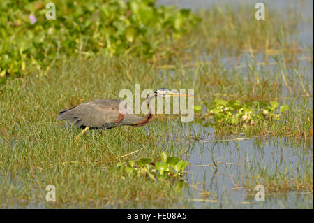 Purple Heron (Ardea purpurea) standing amongst aquatic vegetation, Bundala National Park, Sri Lanka, March Stock Photo