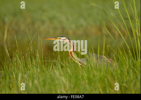 Purple Heron (Ardea purpurea) standing amongst aquatic vegetation, partially hidden, Bundala National Park, Sri Lanka, March Stock Photo