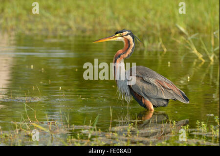 Purple Heron (Ardea purpurea) standing in deep water, Bundala National Park, Sri Lanka, March Stock Photo