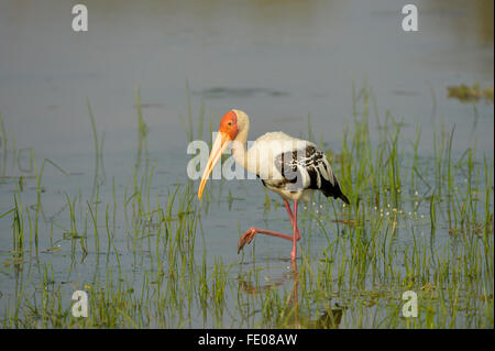 Painted Stork (Mycteria leucocephala) walking in shallow water, Yala National Park, Sri Lanka, March Stock Photo