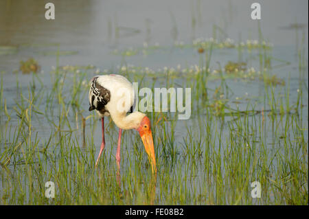 Painted Stork (Mycteria leucocephala) feeding in shallow water, Yala National Park, Sri Lanka, march Stock Photo