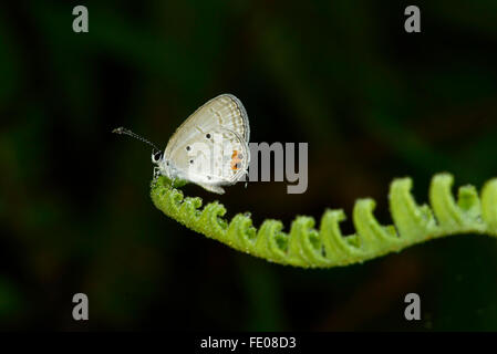 Sri Lankan Long-tailed Blue Butterfly (Lampides boeticus) adult covered in dew, resting on fern leaf, Sinharaja Forest Reserve, Stock Photo